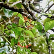 Danais fragrans.liane jaune.lingue noir.rubiaceae.endémique Madagascar Mascareignes. (2).jpeg